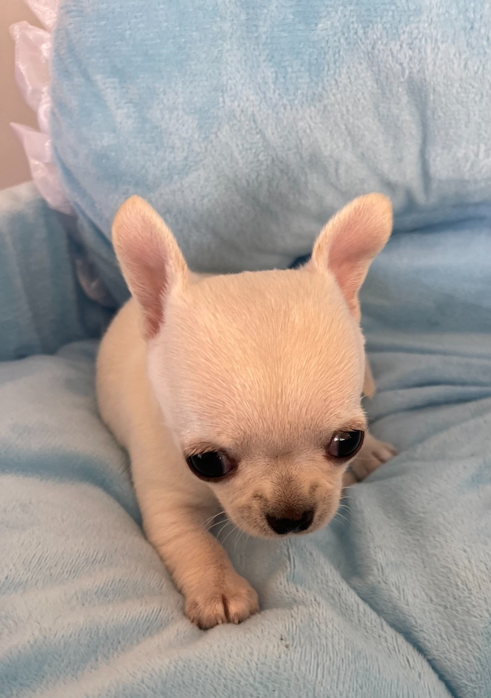 Des Barons De Maule - Chiots disponibles - Chihuahua