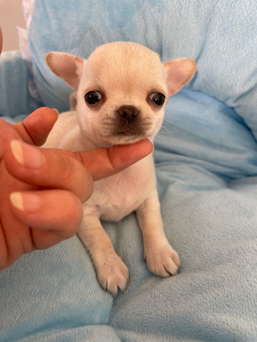 Des Barons De Maule - Chiots disponibles - Chihuahua