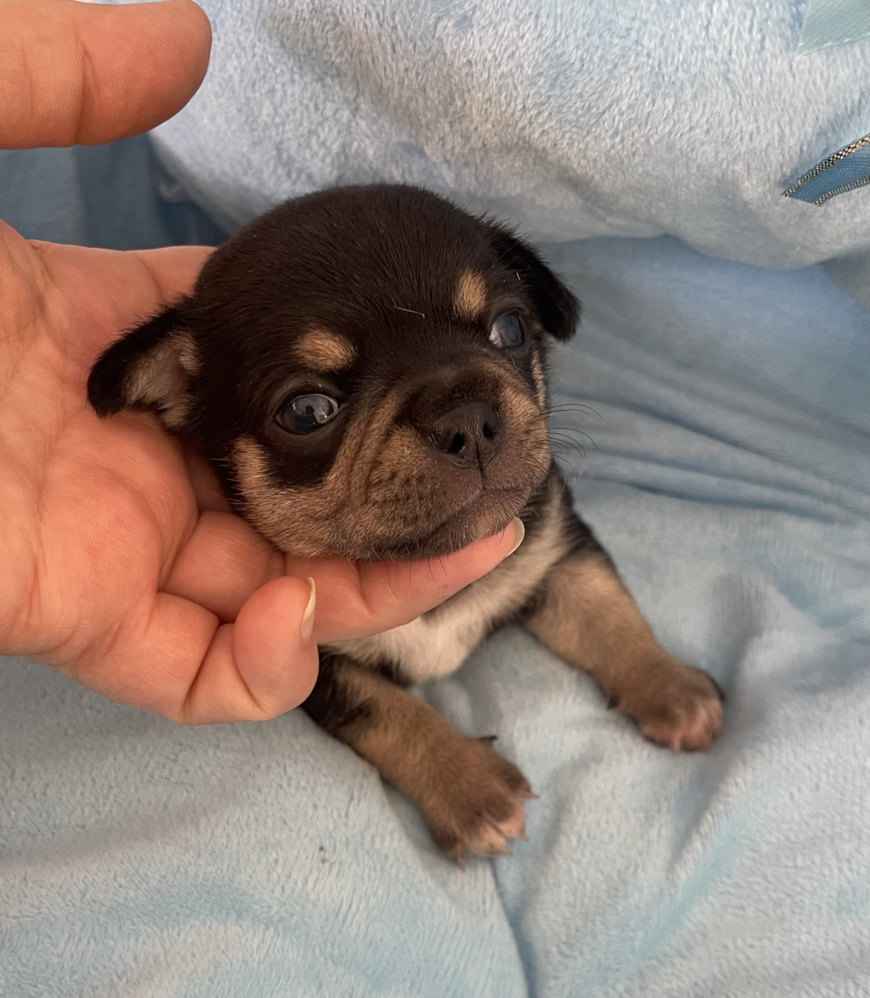 Des Barons De Maule - Chiots disponibles - Chihuahua