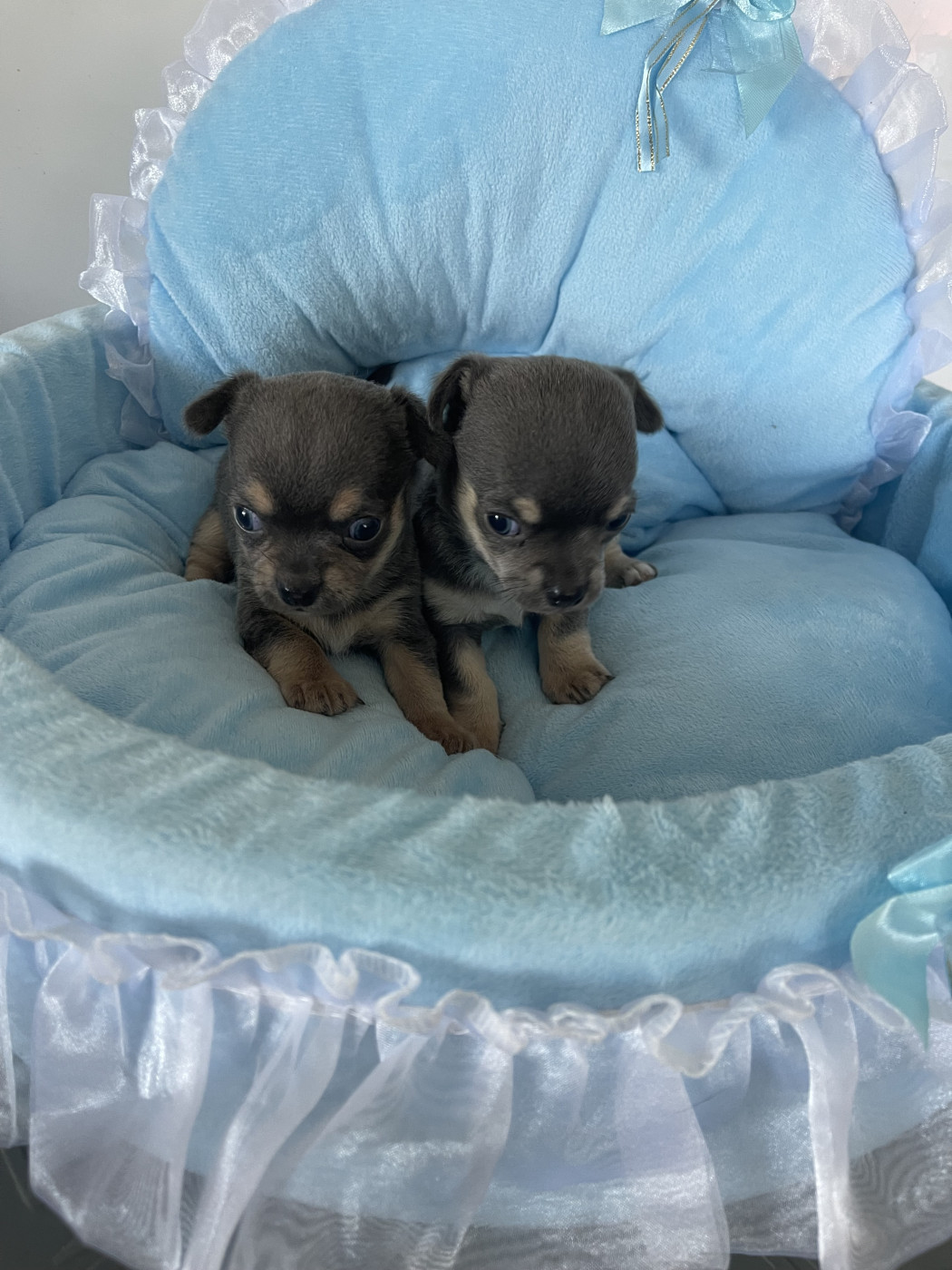 Chiot Chihuahua Des Barons De Maule