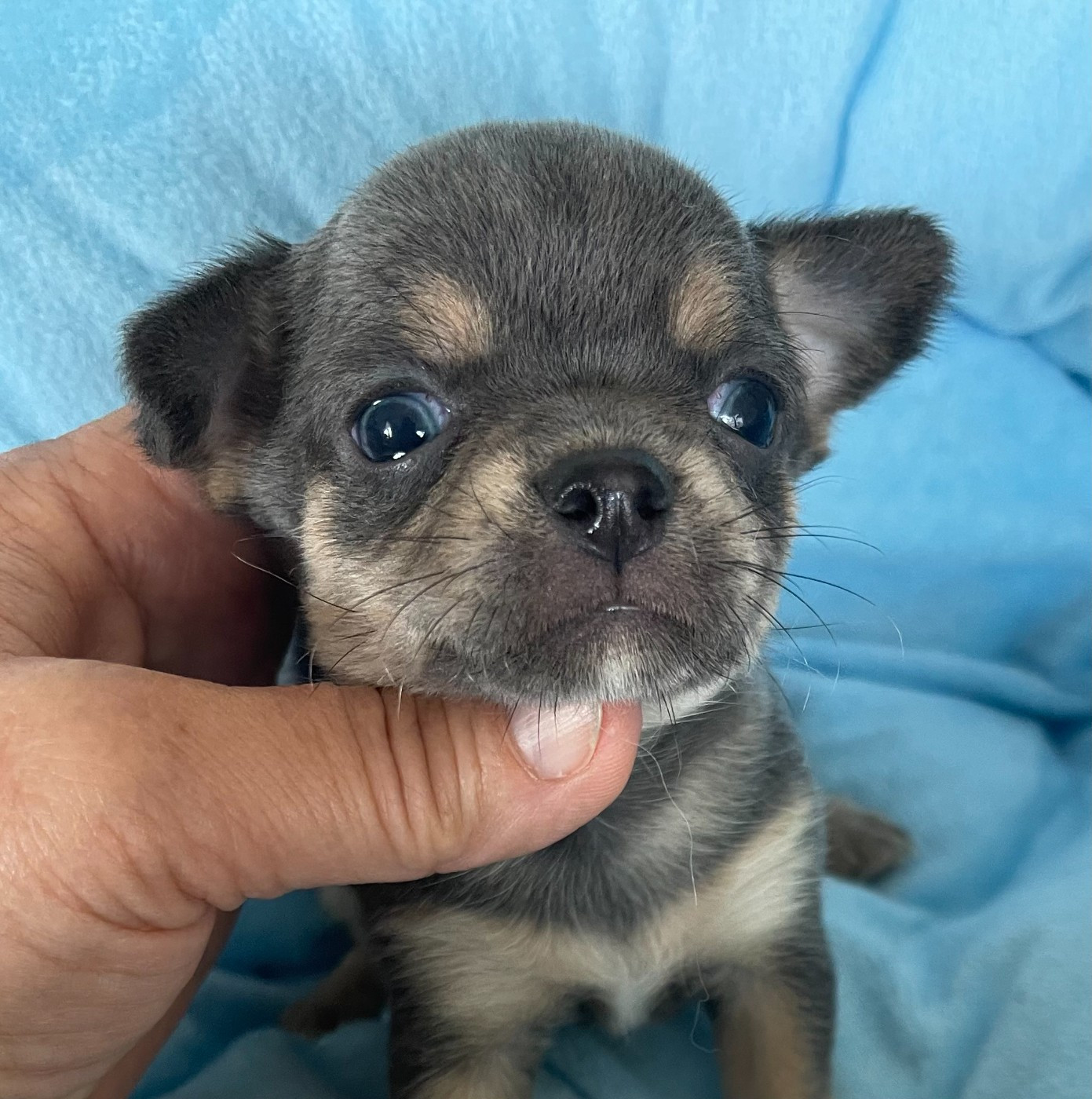 Des Barons De Maule - Chiots disponibles - Chihuahua