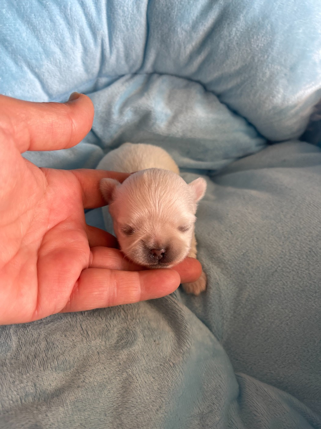 Des Barons De Maule - Chiots disponibles - Chihuahua