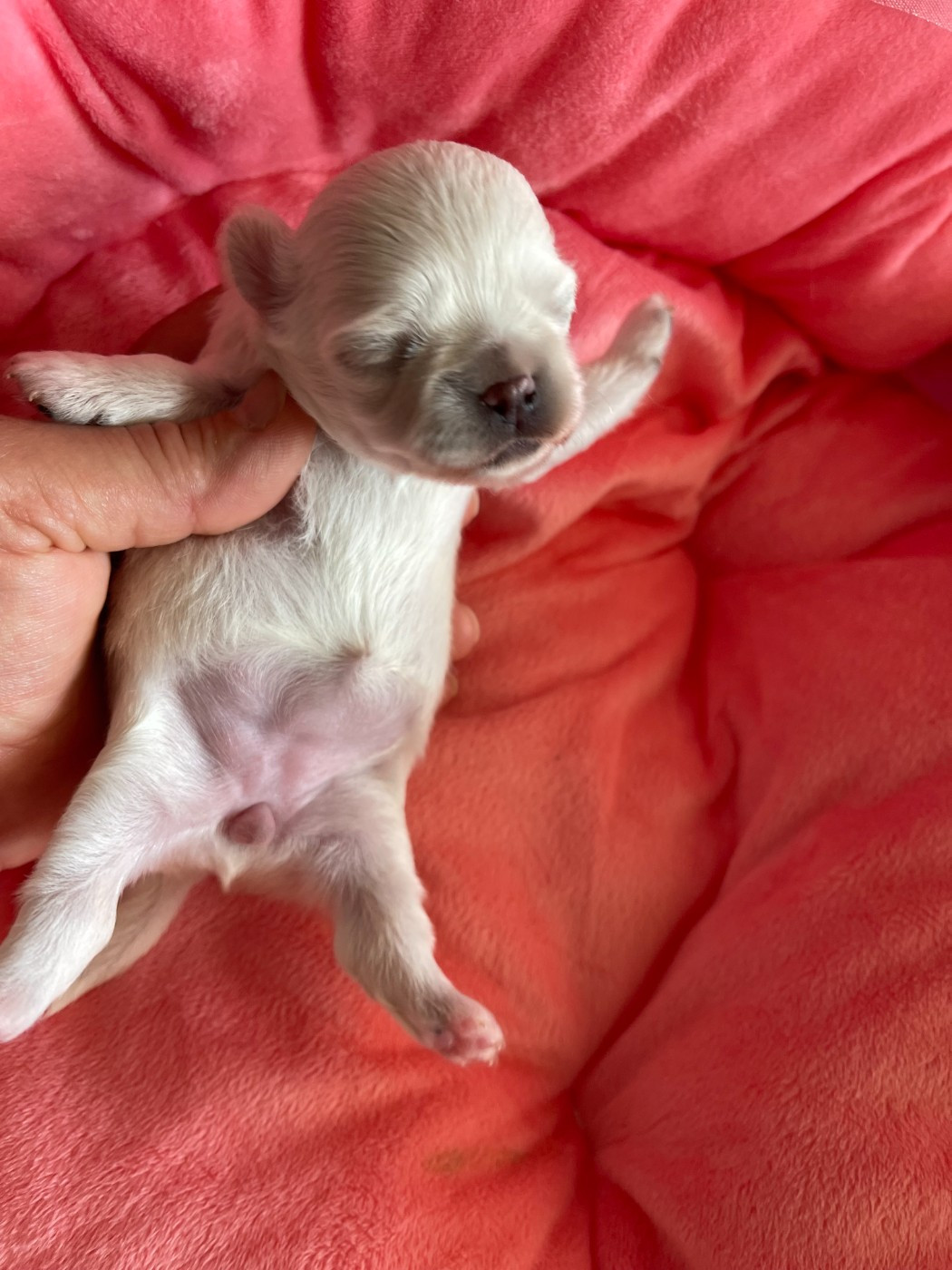 Des Barons De Maule - Chiots disponibles - Chihuahua
