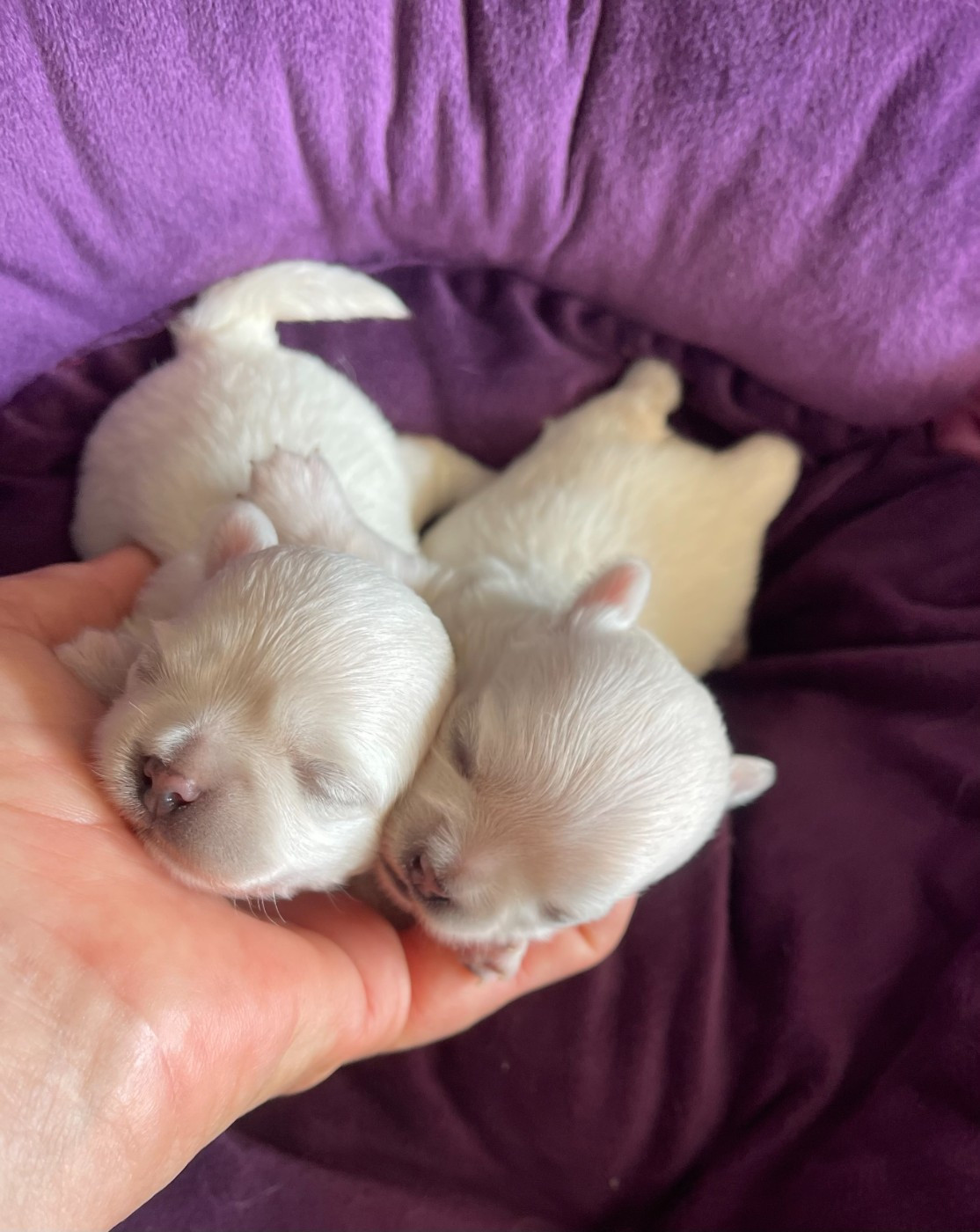 Chiot Chihuahua Des Barons De Maule