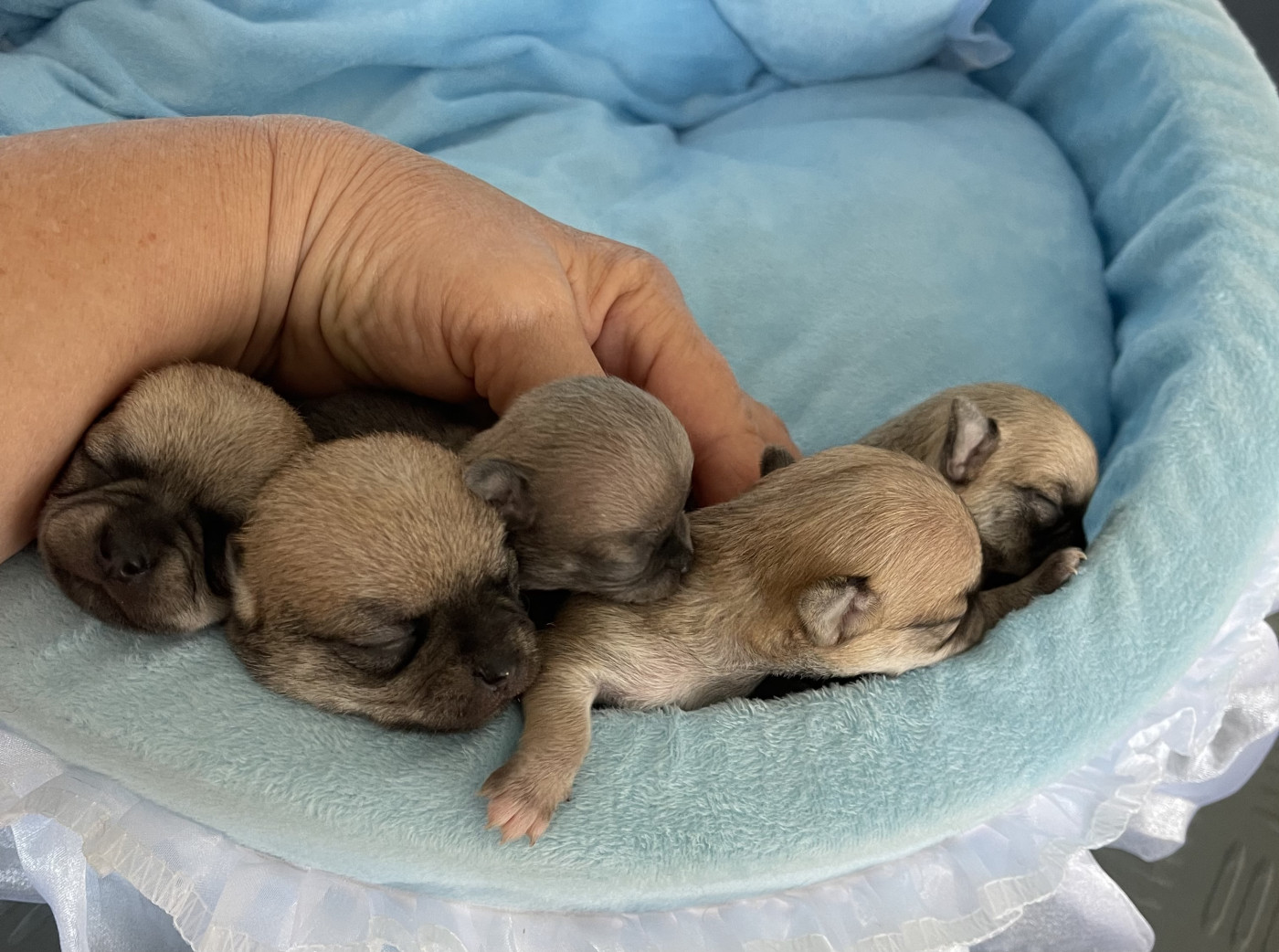 Chiot Chihuahua Des Barons De Maule