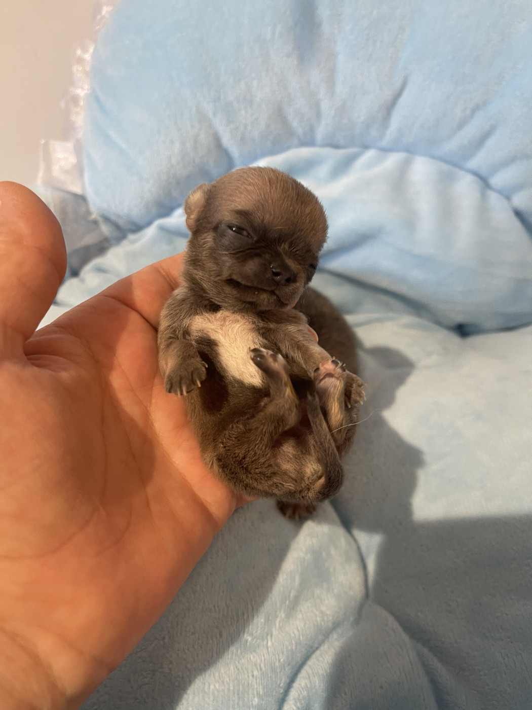 Des Barons De Maule - Chiots disponibles - Chihuahua
