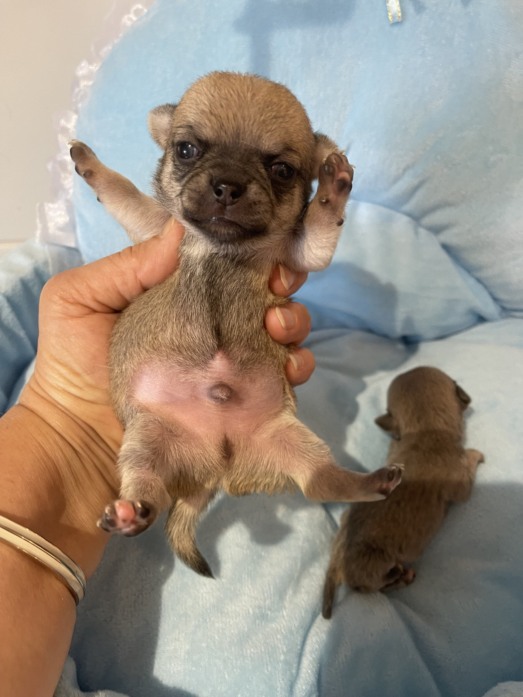 Des Barons De Maule - Chiots disponibles - Chihuahua