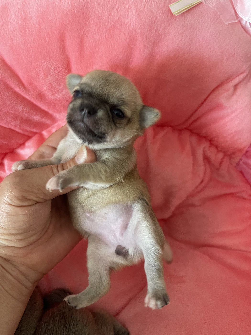 Des Barons De Maule - Chiots disponibles - Chihuahua