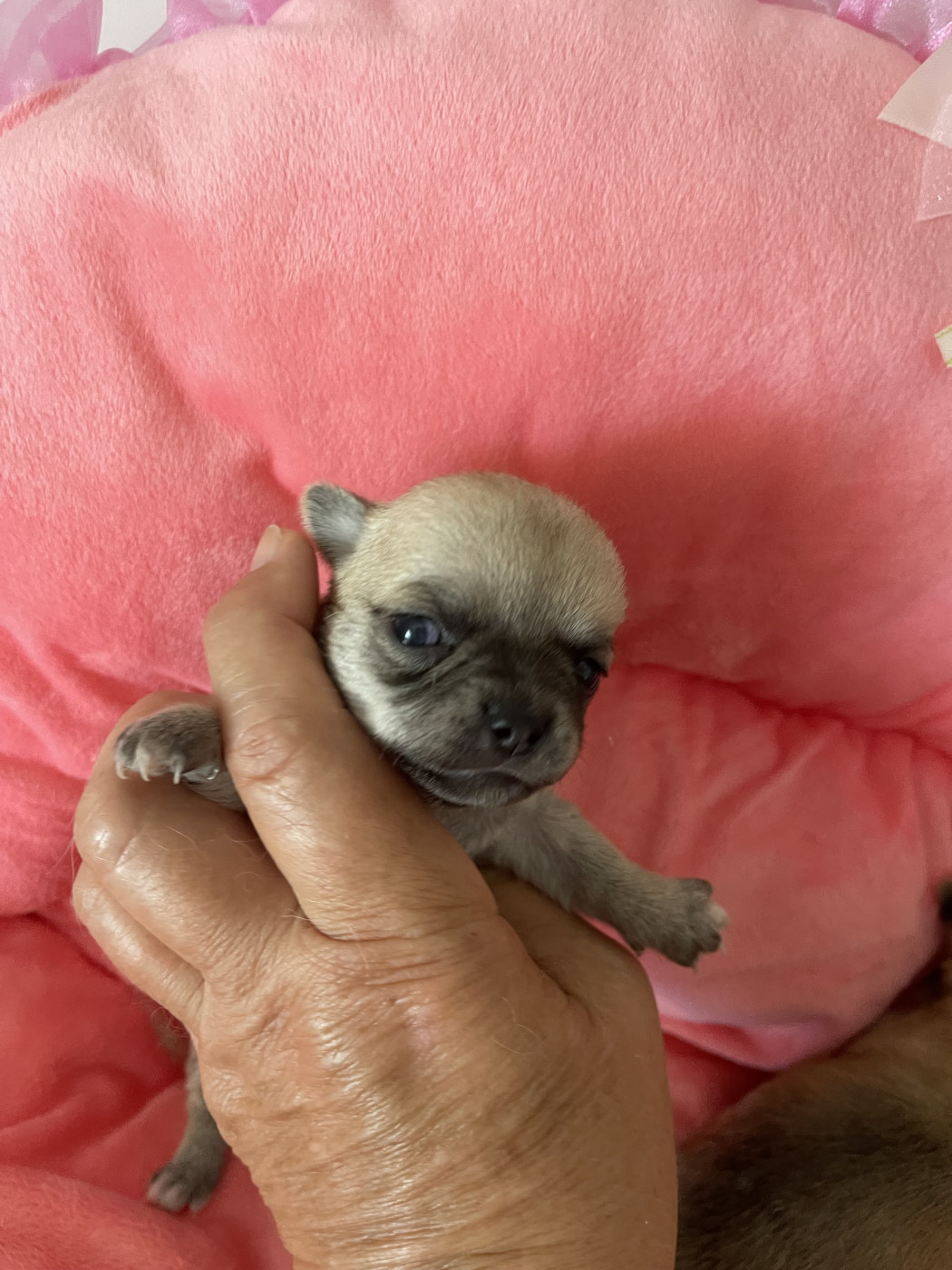 Des Barons De Maule - Chiots disponibles - Chihuahua