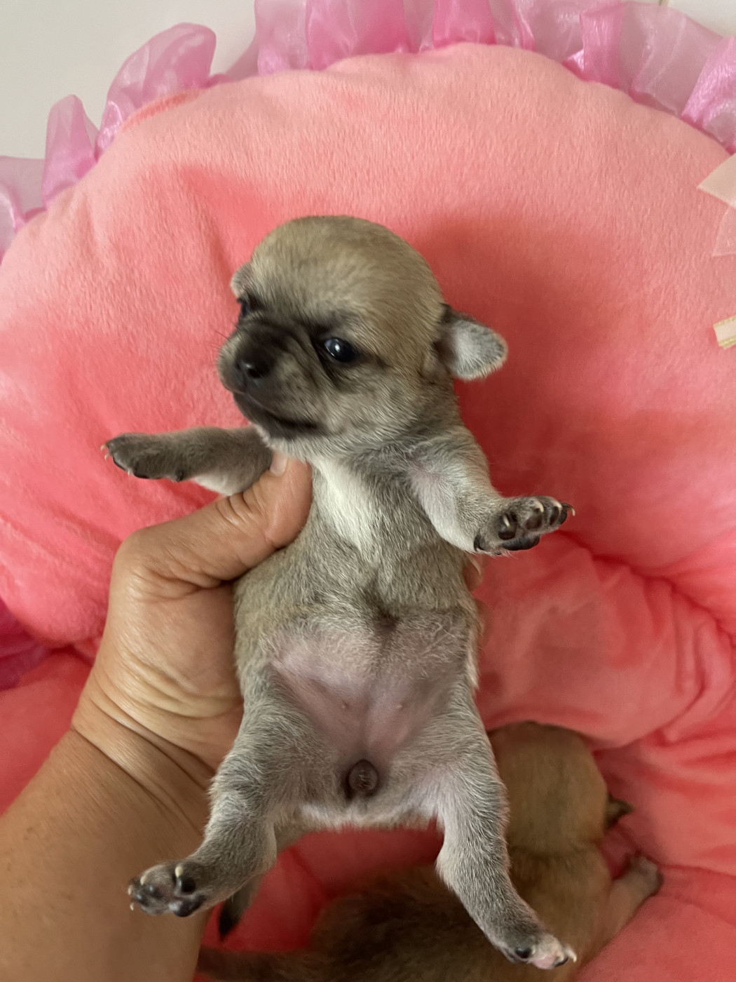 Des Barons De Maule - Chiots disponibles - Chihuahua
