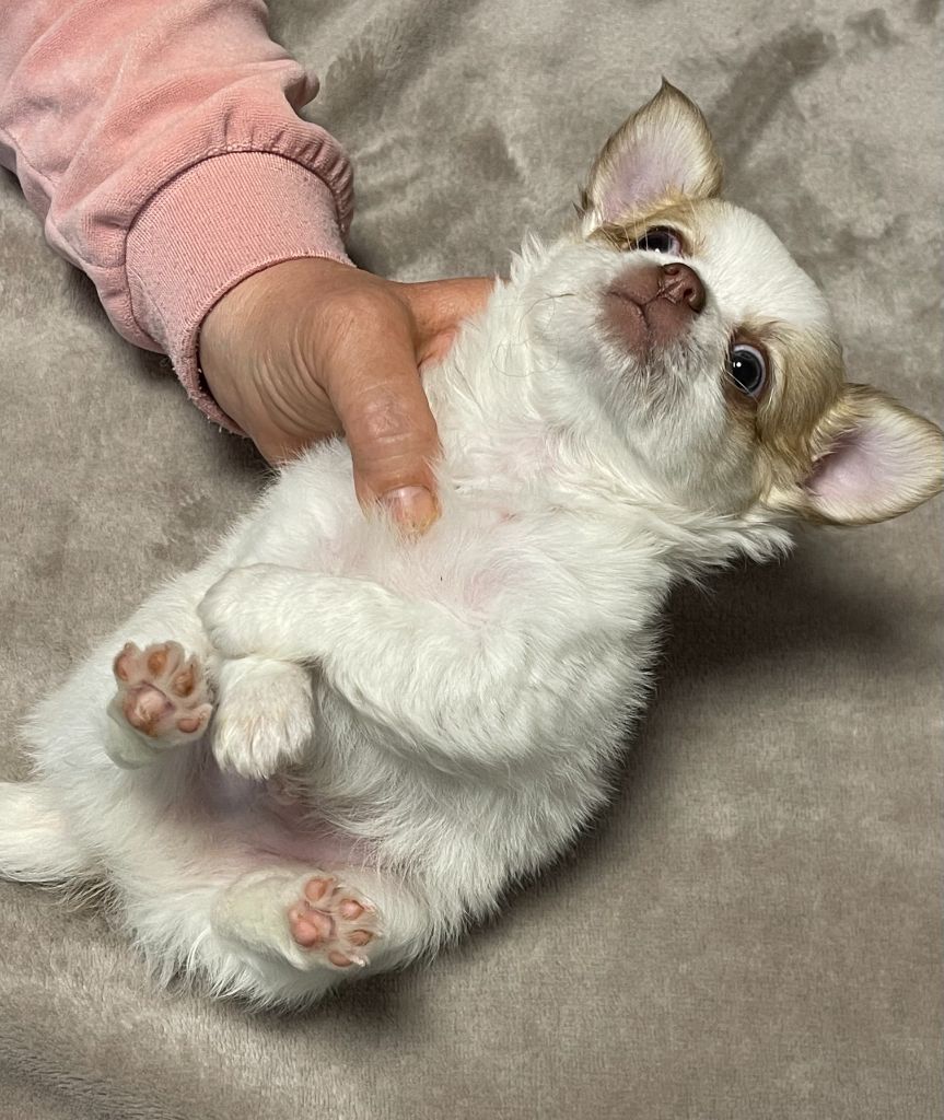Des Barons De Maule - Chiots disponibles - Chihuahua