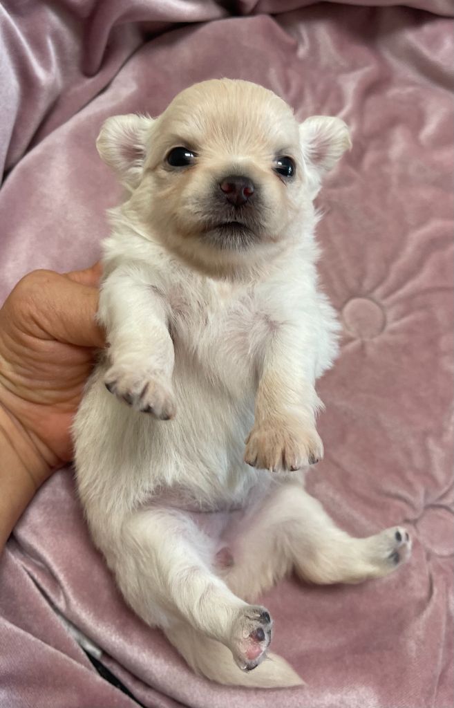 Des Barons De Maule - Chiots disponibles - Chihuahua