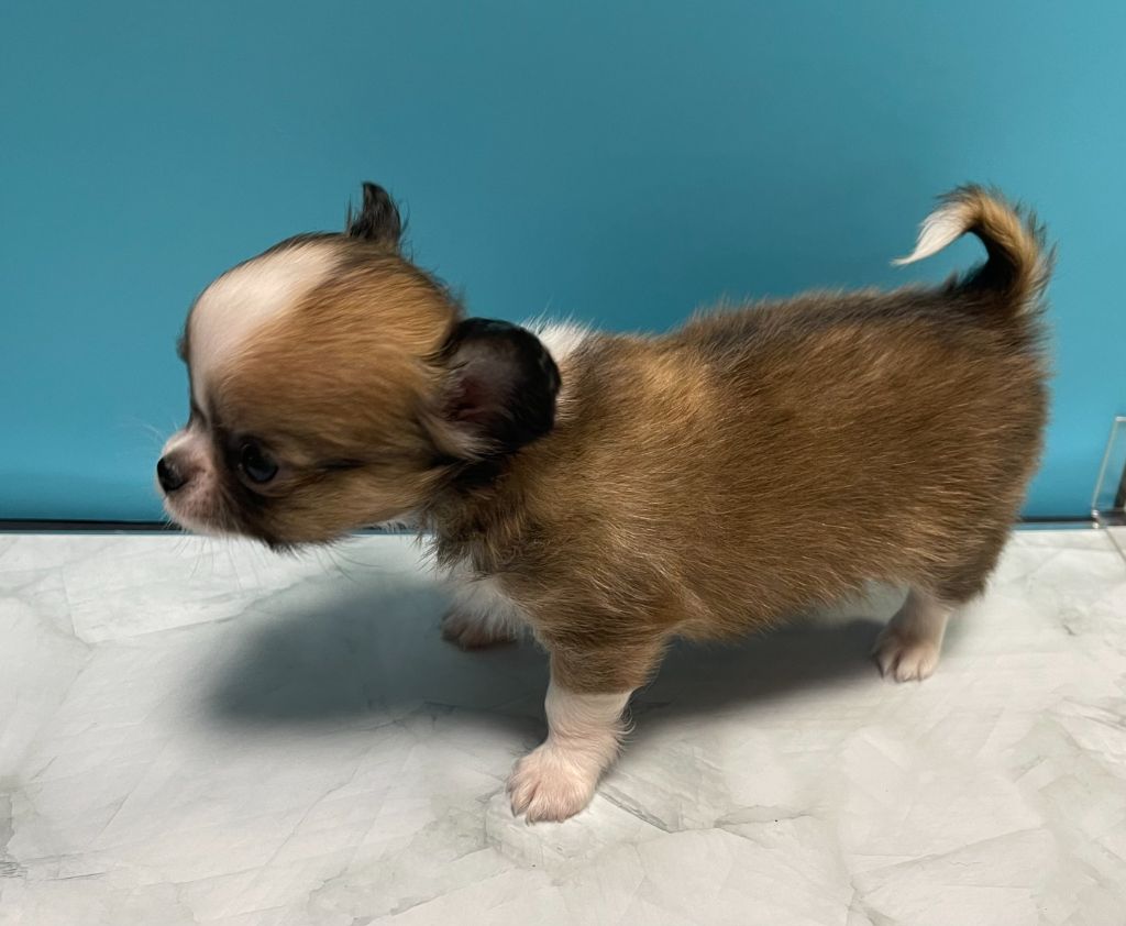 Des Barons De Maule - Chiots disponibles - Chihuahua
