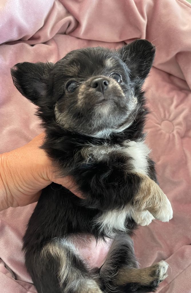 Des Barons De Maule - Chiots disponibles - Chihuahua