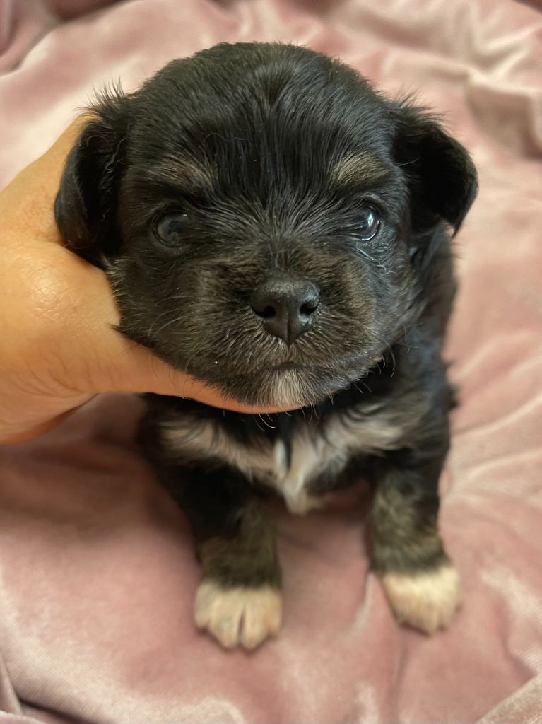 Des Barons De Maule - Chiots disponibles - Chihuahua