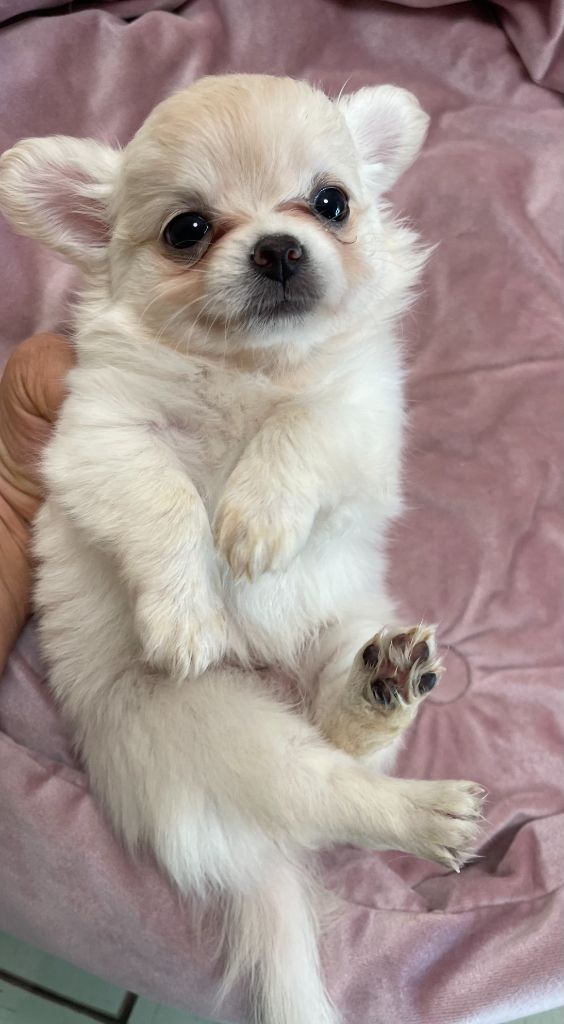 Des Barons De Maule - Chiots disponibles - Chihuahua