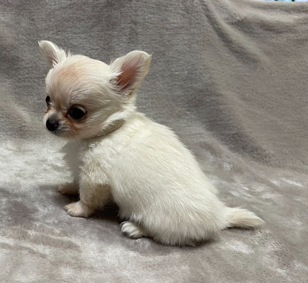 Des Barons De Maule - Chiots disponibles - Chihuahua