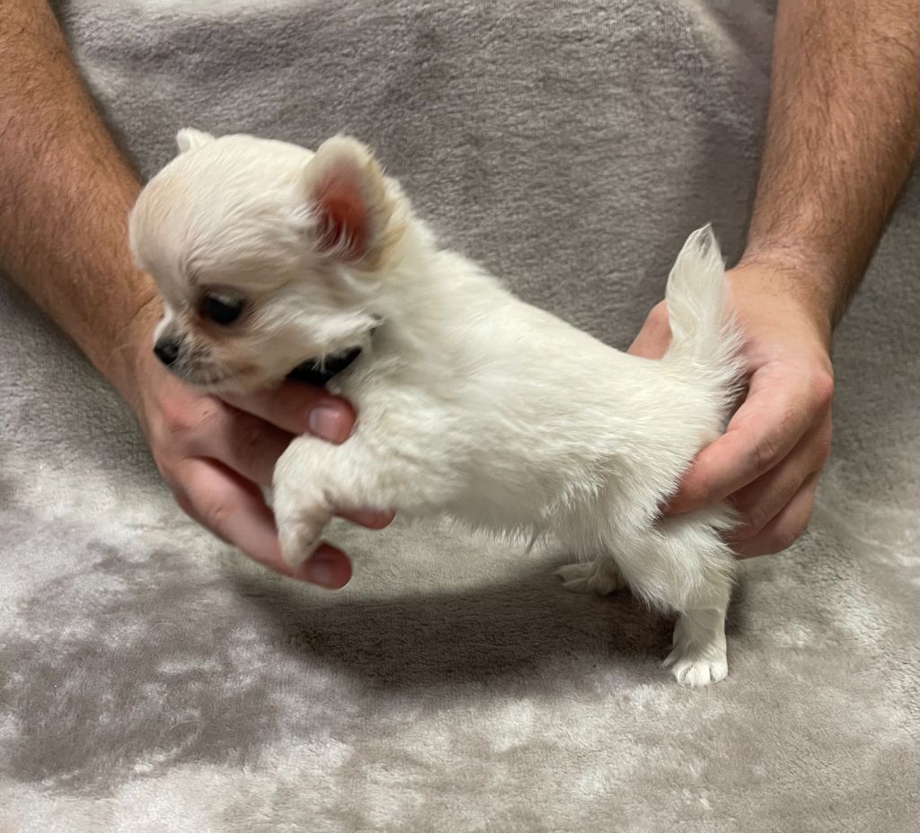 Des Barons De Maule - Chiots disponibles - Chihuahua
