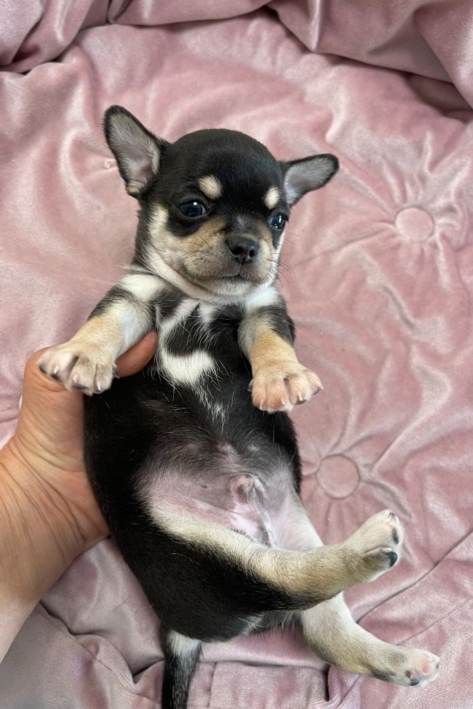 Des Barons De Maule - Chiots disponibles - Chihuahua