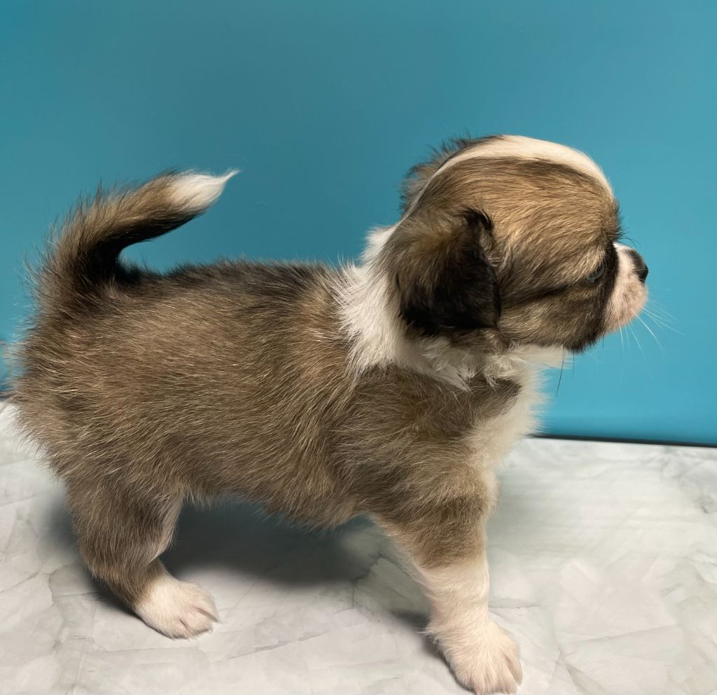 Des Barons De Maule - Chiots disponibles - Chihuahua