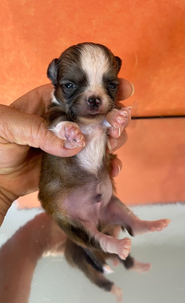 Des Barons De Maule - Chiots disponibles - Chihuahua