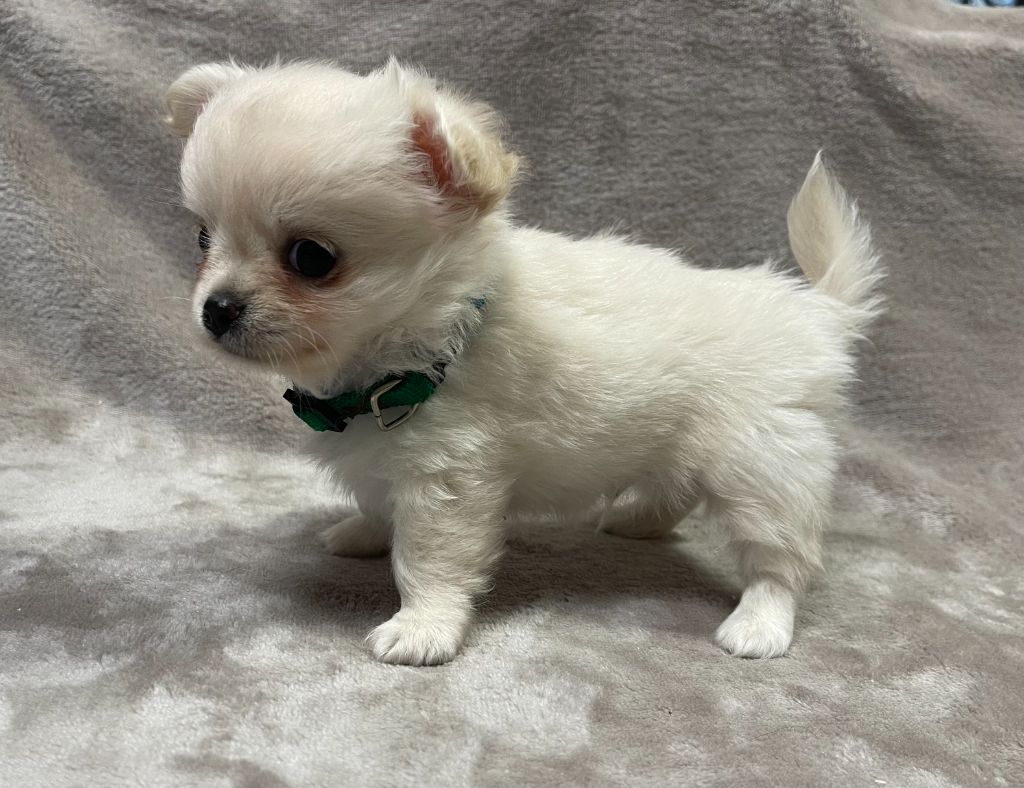 Des Barons De Maule - Chiots disponibles - Chihuahua