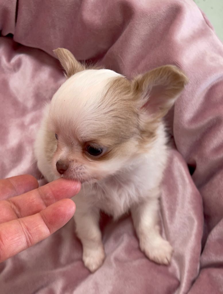 Des Barons De Maule - Chiots disponibles - Chihuahua