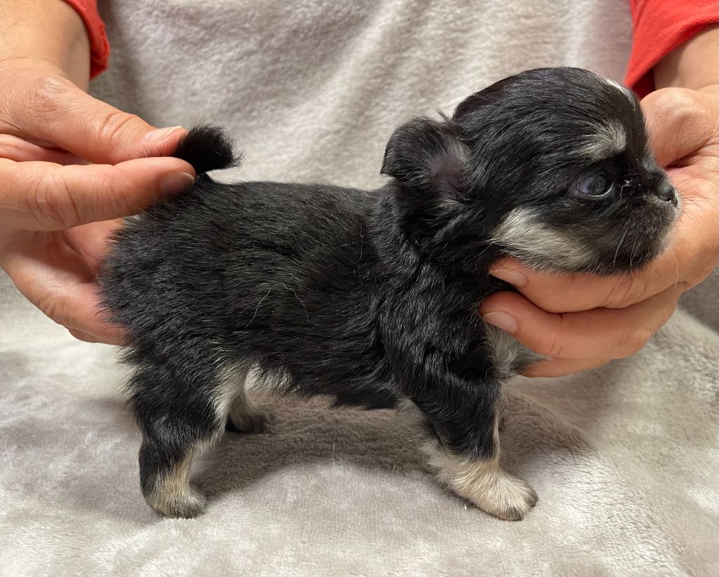 Des Barons De Maule - Chiots disponibles - Chihuahua