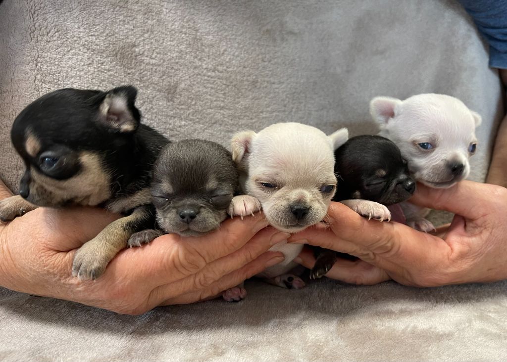 Chiot Chihuahua Des Barons De Maule