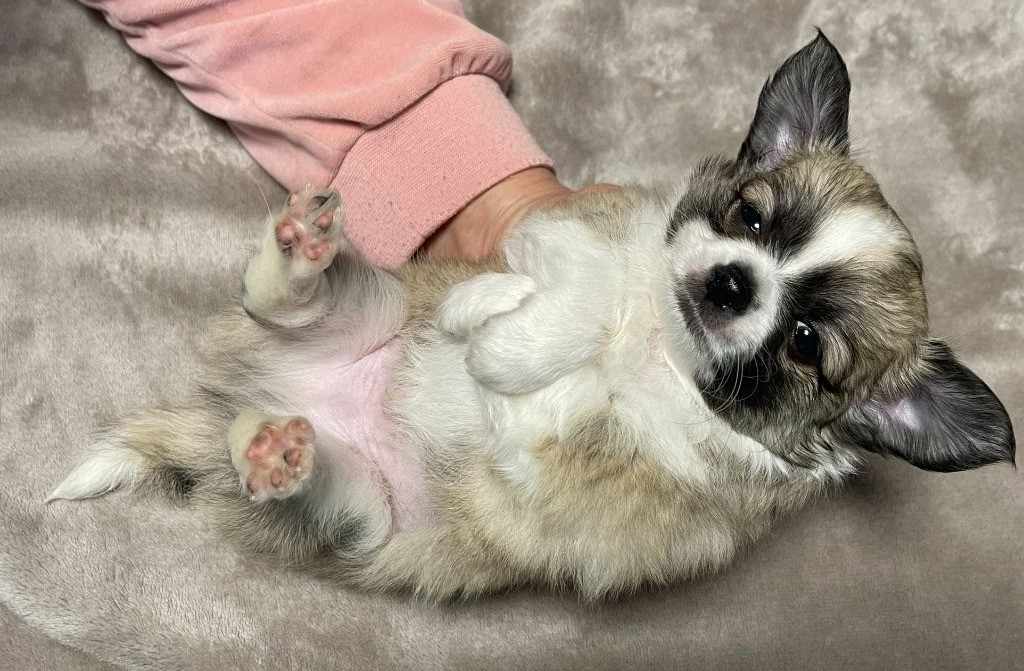 Des Barons De Maule - Chiots disponibles - Chihuahua