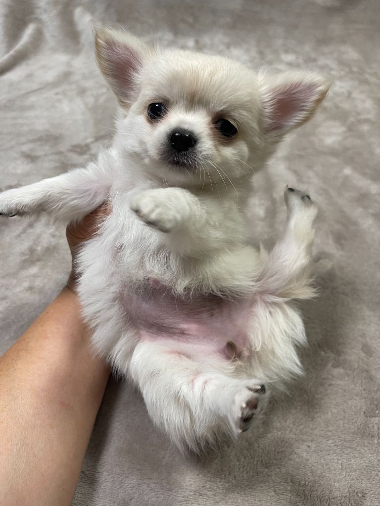 Des Barons De Maule - Chiots disponibles - Chihuahua