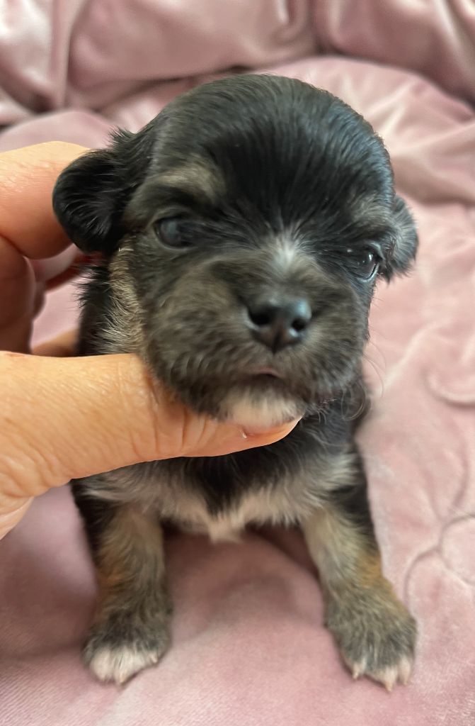 Des Barons De Maule - Chiots disponibles - Chihuahua