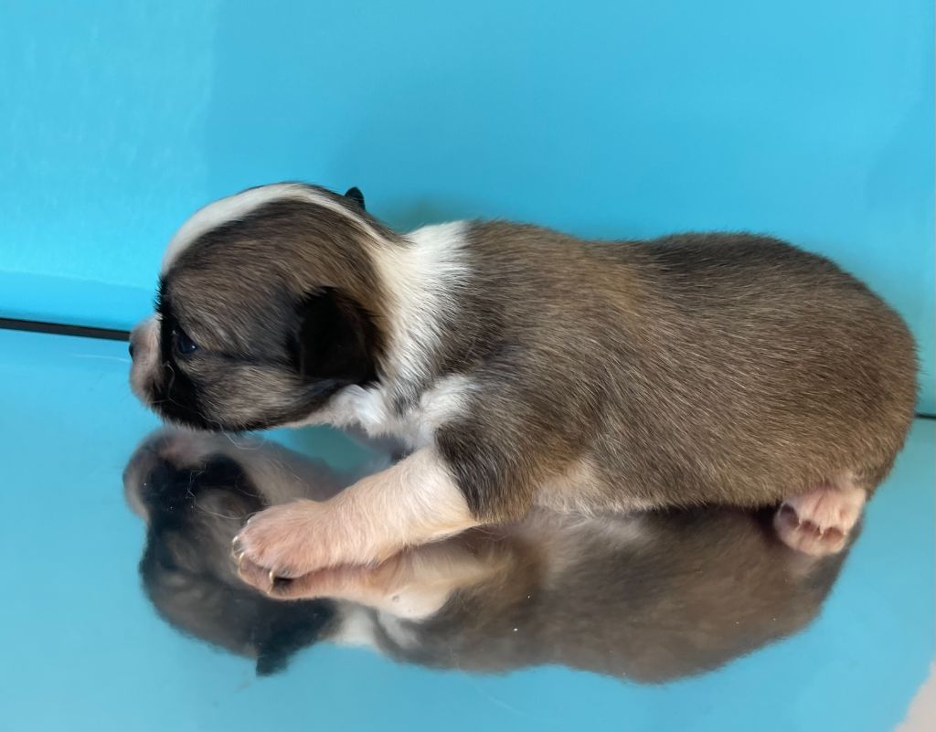 Des Barons De Maule - Chiots disponibles - Chihuahua